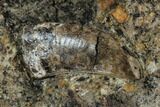 Tyrannosaur (Undescribed) Tooth In Situ - Aguja Formation, Texas #88856-3
